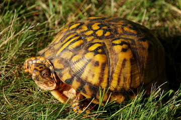 Golden color of a box turtle on the grass