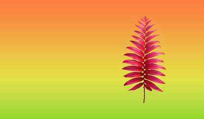 Purple fern leaves placed on a pastel yellow-red pastel background.