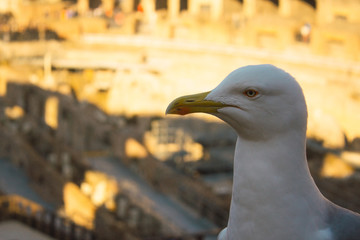 Gaviotas de perfil en el coliseo Romano