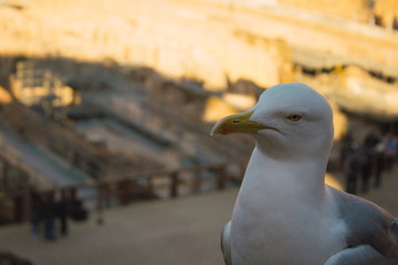Gaviotas de perfil en el coliseo Romano
