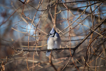 Blue Jay in Winter