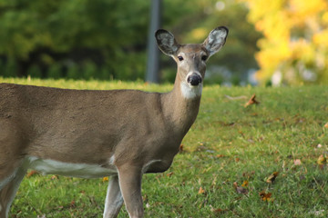 Fall Portrait of Doe