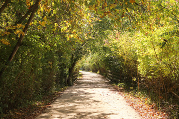 Naklejka premium Shadowy Fall Path