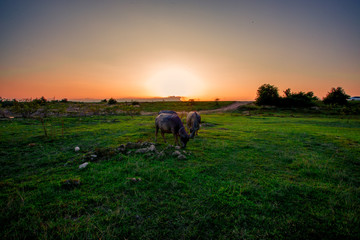 A blurry background view of animals, buffalo herds that are walking grazing in groups or isolated, often seen in rural fields