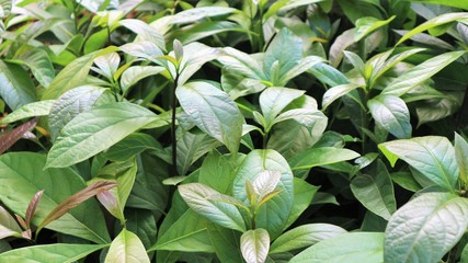 Garden of avocado seedlings in the nursery 