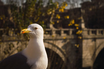 Gaviota de perfil  