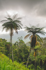 Fototapeta na wymiar Cairns scenery