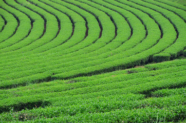 Fresh green tea plantation in Chiang-Rai, Thailand, agriculture and landscape concept