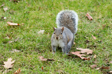 Grey Squirrel 