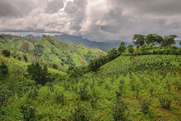 Fototapeta na wymiar Kalaw tea plantations