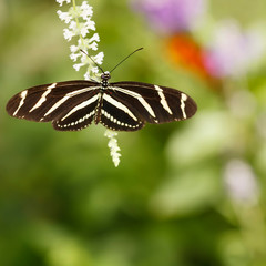 Zebra Longwing Butterfly (Heliconius charithonia)