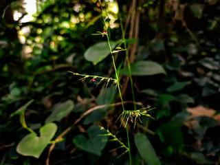 Natural macro shot in a forest.