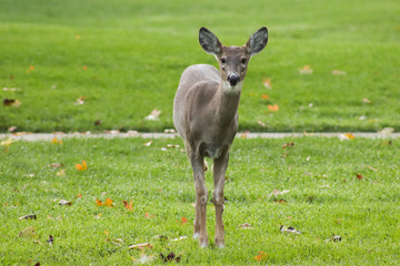 Fototapeta premium Curious Young Deer