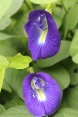 Beautiful blue flower in Indonesia