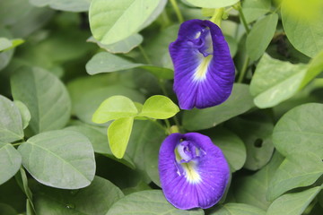 Beautiful blue flower in Indonesia
