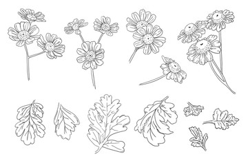 Set of chamomile leaves and flowers in black and white image