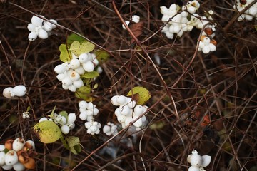 Symphoricarpos albus, common Snowberry, with white berries, in the park. It is a flowering plant in...