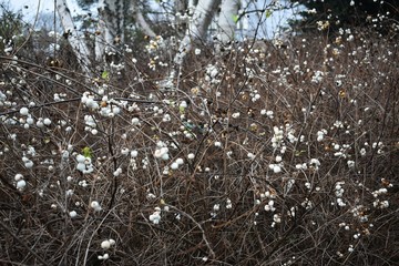 Symphoricarpos albus, common Snowberry, with white berries, in the park. It is a flowering plant in...