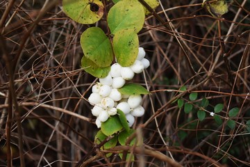 Symphoricarpos albus, common Snowberry, with white berries, in the park. It is a flowering plant in...