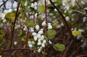 Symphoricarpos albus, common Snowberry, with white berries, in the park. It is a flowering plant in...