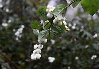Symphoricarpos albus, common Snowberry, with white berries, in the park. It is a flowering plant in...