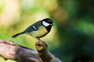 Great Tit in his environment. Her Latin name is Parus major.