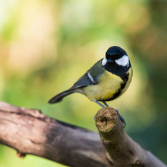 Great Tit in his environment. Her Latin name is Parus major.
