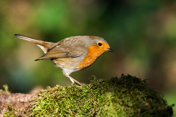 European Robin in his environment. His Latin name is Erithacus rubecula.
