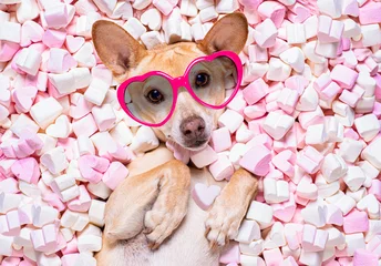 Printed kitchen splashbacks Crazy dog valentines wedding dog in love wit rose