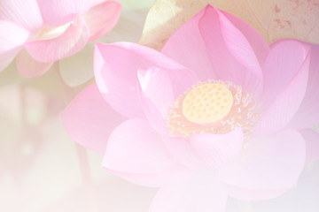 Pink lotus background image select focus