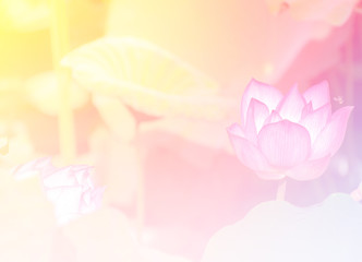 Pink lotus background image select focus