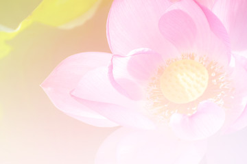 Pink lotus background image select focus