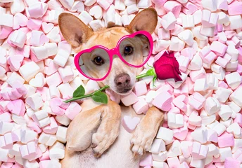 Afwasbaar Fotobehang Grappige hond valentijns bruiloft hond verliefd op roos
