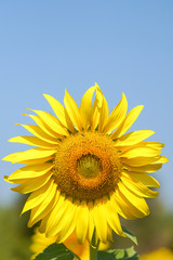 Big and perfect sunflower looks very beautiful on a bright sky day.