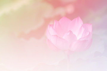 Pink lotus background image select focus
