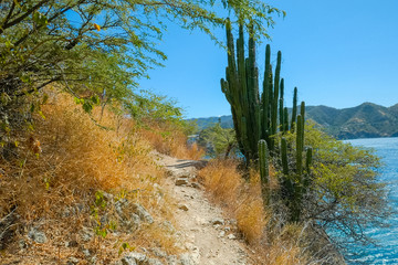 Desert cactus trail, tropical dry forest