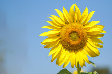 Big and perfect sunflower looks very beautiful on a bright sky day.
