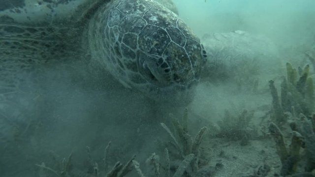 Close-up portrait of Green Sea Turtle eating seagrass. 4K/50fps