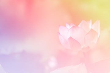 Pink lotus background image select focus