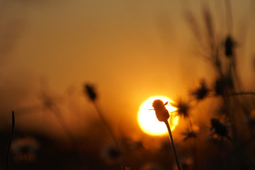 Sunset orange light with grass on the side of the road.