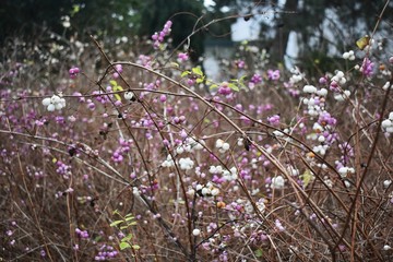 Symphoricarpos albus, common Snowberry, with pink berries, in the park. It is a flowering plant in...