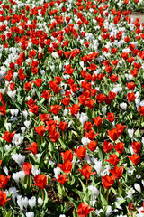 Closeup of tulips in the garden in Amsterdam, Holland, Netherlands