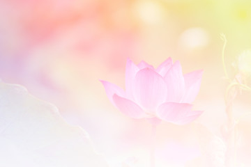 Pink lotus background image select focus