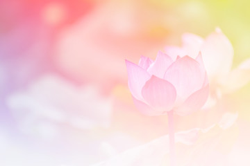 Pink lotus background image select focus