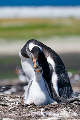 ペンギン シーライオン島 フォークランド諸島 SeaLion Island