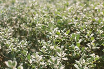 Barometer Bush leaves as natural background.