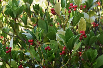 Wintergreen (Gaultheria Procumbens) with red berries. It is a small, low-growing shrub, in the...