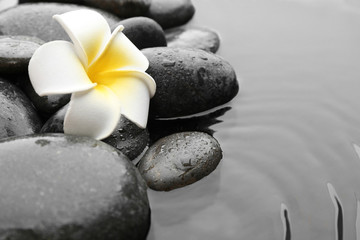 Fototapeta na wymiar Beautiful plumeria flower on spa stones in water, space for text. Zen lifestyle