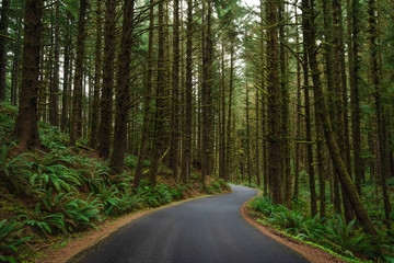 Obraz premium road in the forest