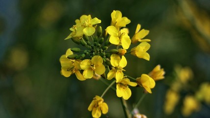 yellow and flowers